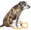 Reflective Stitched Easy Tension Adjustable 2-in-1 Dog Leash and Harness - Medium