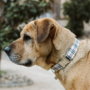 Adjustable Collar - Quick Release Metal Alloy - Beige Plaid - S - Beige Plaid