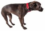 Pet Life 'Aero Mesh' 360 Degree Dual Sided Comfortable And Breathable Adjustable Mesh Dog Collar - Red - Large