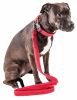 Pet Life 'Aero Mesh' 2-In-1 Dual Sided Comfortable And Breathable Adjustable Mesh Dog Leash-Collar - Red - Small