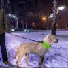 LED Dog Collar USB Rechargeable Adjustable Dog Safety Collar Night Safety Flashing Luminous Light up Collar - Green - XL