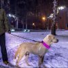 LED Dog Collar USB Rechargeable Adjustable Dog Safety Collar Night Safety Flashing Luminous Light up Collar - Color - S