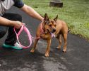 Pet Life 'Aero Mesh' 2-In-1 Dual Sided Comfortable And Breathable Adjustable Mesh Dog Leash-Collar - Pink - Small