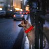 LED Dog Collar USB Rechargeable Adjustable Dog Safety Collar Night Safety Flashing Luminous Light up Collar - Red - M