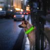 LED Dog Collar USB Rechargeable Adjustable Dog Safety Collar Night Safety Flashing Luminous Light up Collar - Green - XL