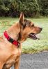 Pet Life 'Aero Mesh' 360 Degree Dual Sided Comfortable And Breathable Adjustable Mesh Dog Collar - Red - Large