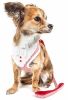 Pet Life Luxe 'Spawling' 2-In-1 Mesh Reversed Adjustable Dog Harness-Leash W/ Fashion Bowtie - Red - Medium