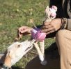 Jute And Rope Giraffe - Pig Pet Toy - DT2PK