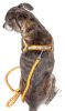 Reflective Stitched Easy Tension Adjustable 2-in-1 Dog Leash and Harness - Large